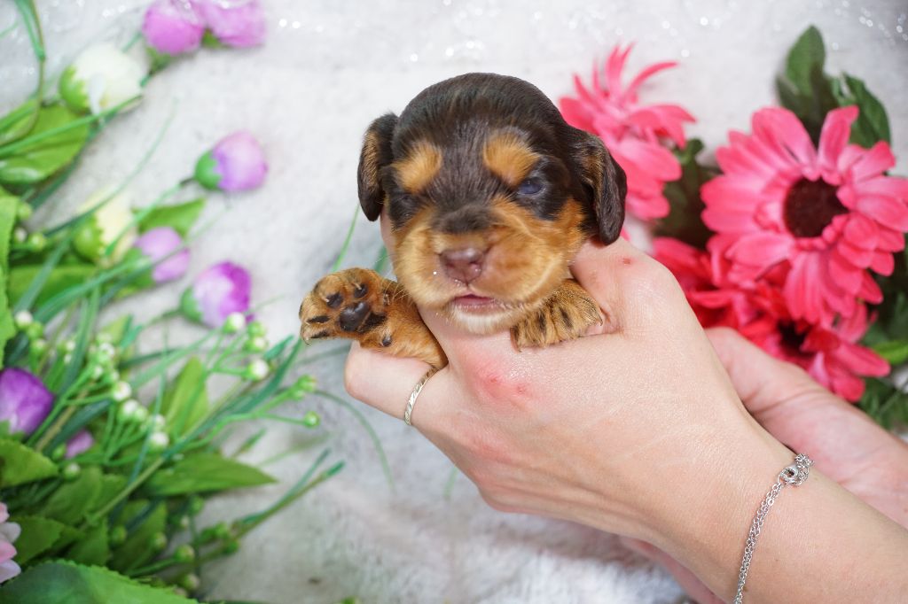 Du Royaume Des Quatre Pattes - Chiots disponibles - Cocker Spaniel Anglais
