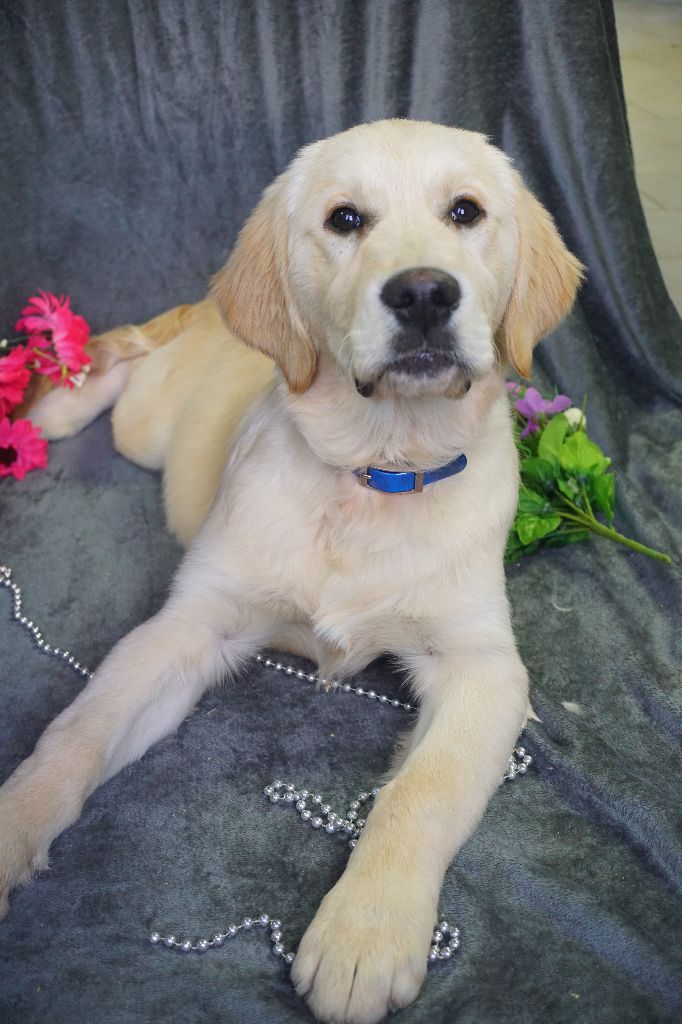 Du Royaume Des Quatre Pattes - Golden Retriever - Portée née le 03/07/2025