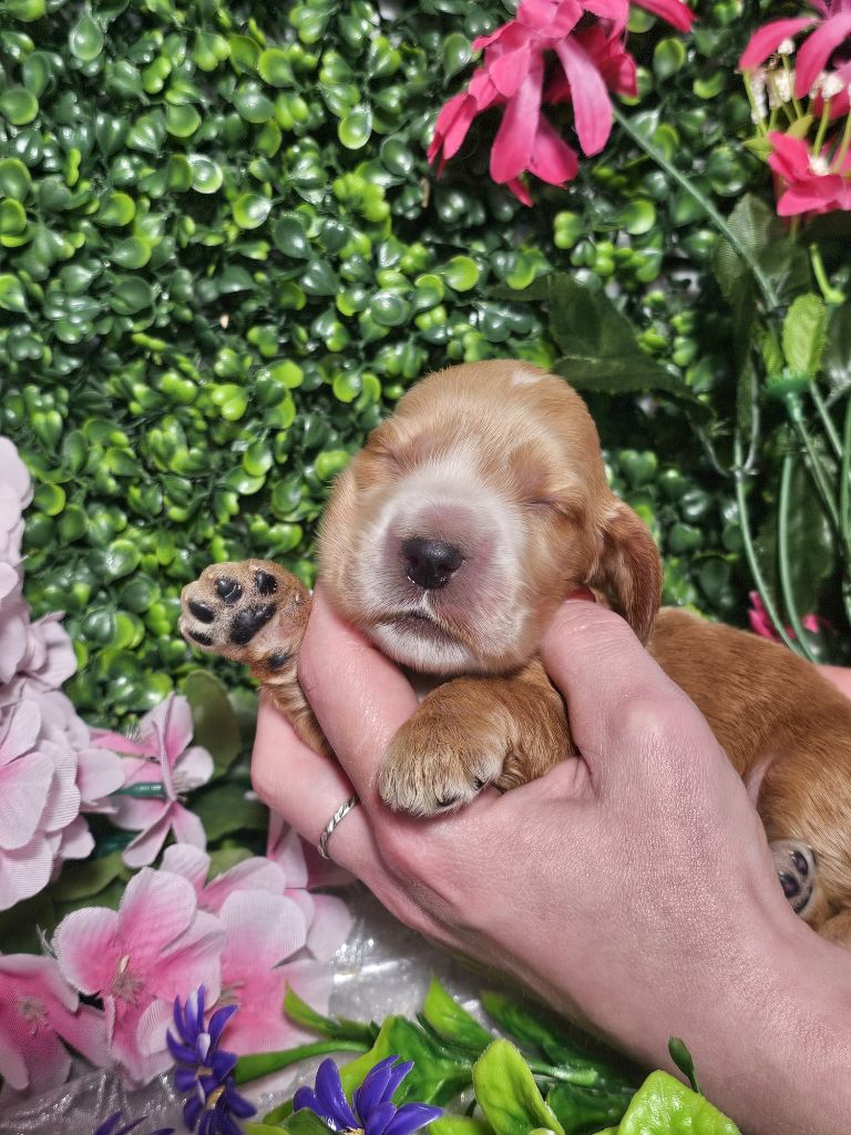 Du Royaume Des Quatre Pattes - Chiots disponibles - Cocker Spaniel Anglais