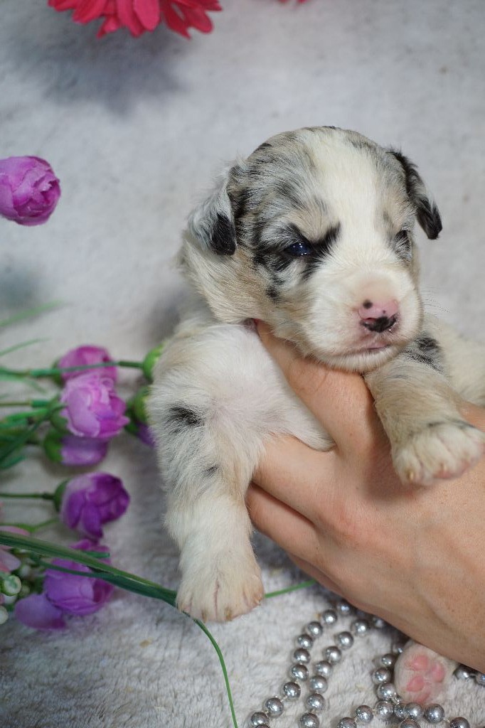 Du Royaume Des Quatre Pattes - Chiots disponibles - Berger Américain Miniature 