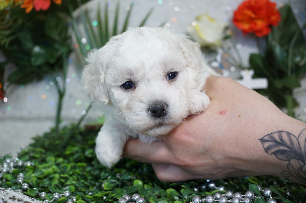 Du Royaume Des Quatre Pattes - Chiots disponibles - Bichon Frise