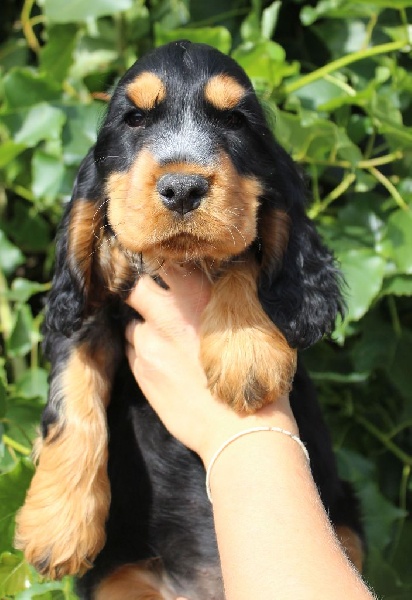 Chiot Cocker Spaniel Anglais Du Royaume Des Quatre Pattes