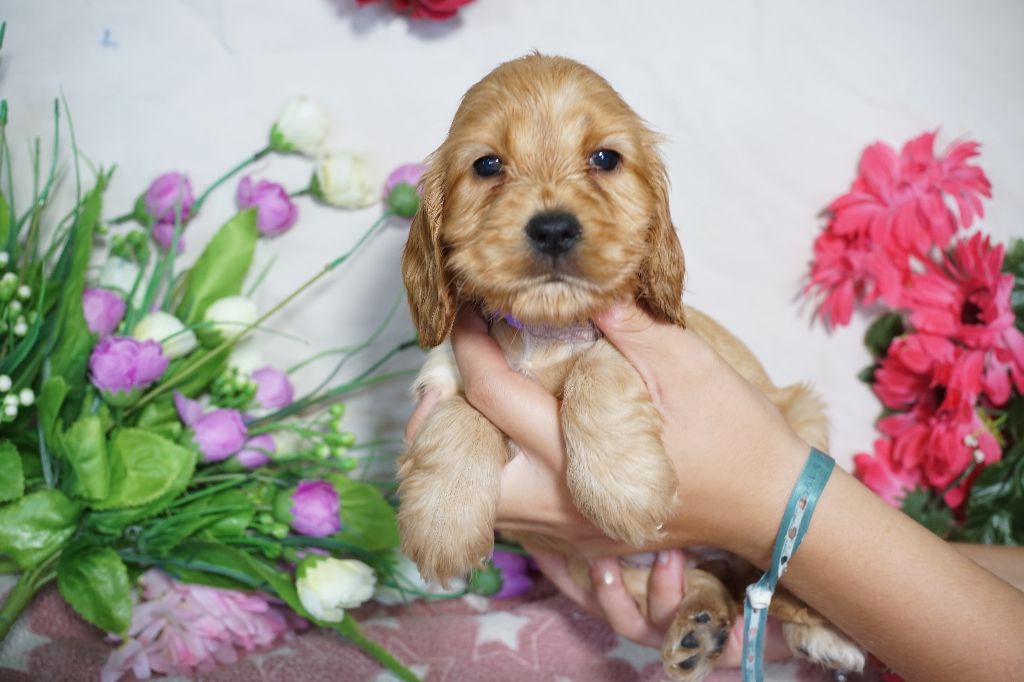 Du Royaume Des Quatre Pattes - Chiots disponibles - Cocker Spaniel Anglais
