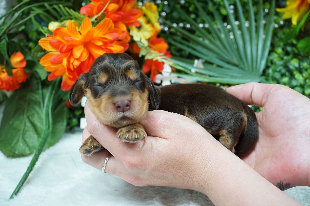 Du Royaume Des Quatre Pattes - Chiots disponibles - Cocker Spaniel Anglais