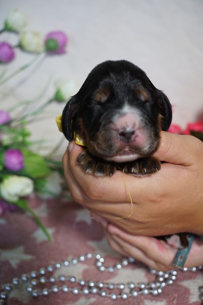 Du Royaume Des Quatre Pattes - Chiots disponibles - Cocker Spaniel Anglais