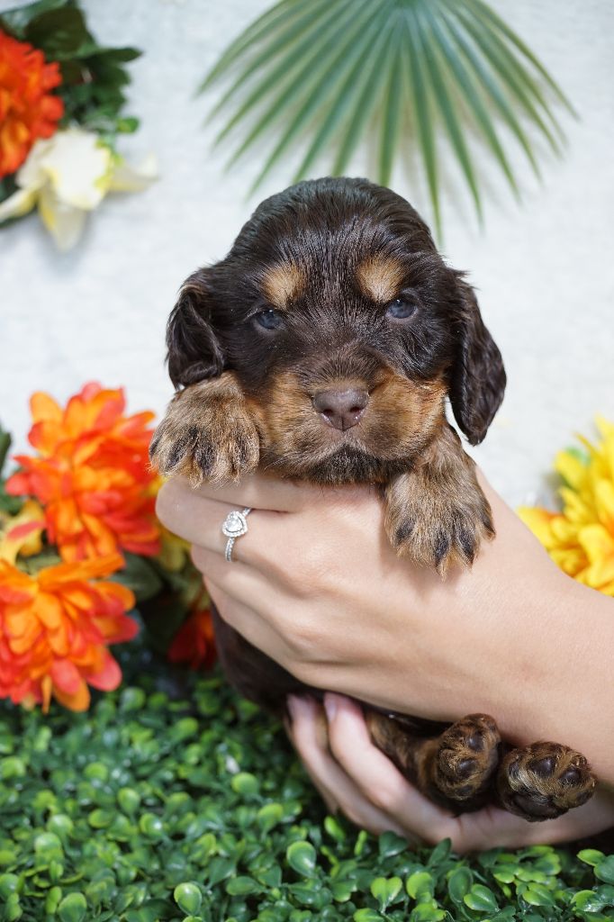 Du Royaume Des Quatre Pattes - Chiots disponibles - Cocker Spaniel Anglais