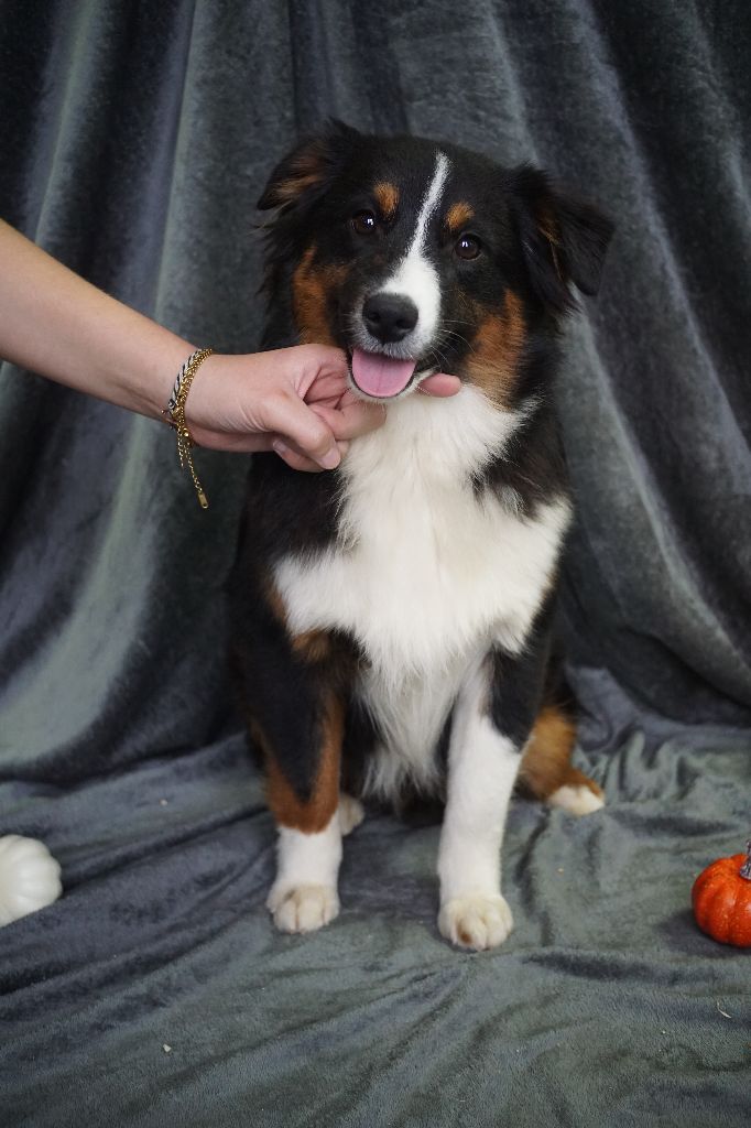 Chiot Berger Américain Miniature  Du Royaume Des Quatre Pattes