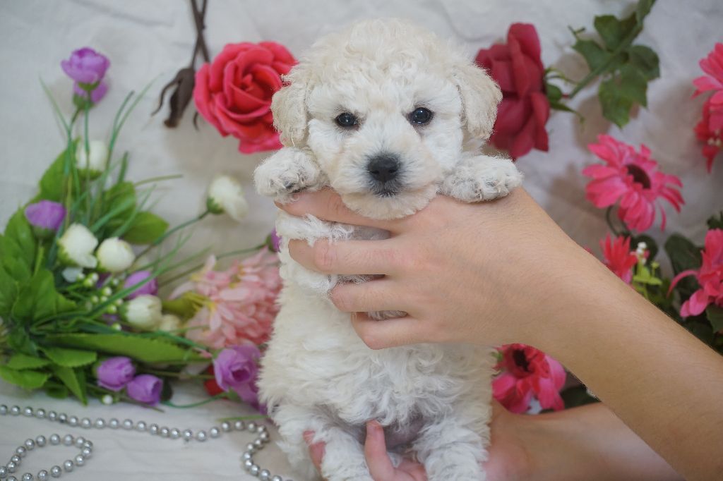 Du Royaume Des Quatre Pattes - Chiots disponibles - Bichon Frise