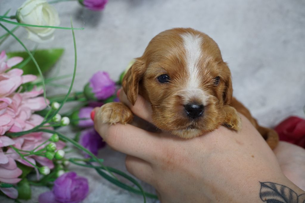 Du Royaume Des Quatre Pattes - Chiots disponibles - Cocker Spaniel Anglais