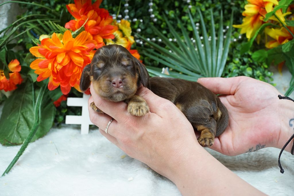 Du Royaume Des Quatre Pattes - Chiots disponibles - Cocker Spaniel Anglais