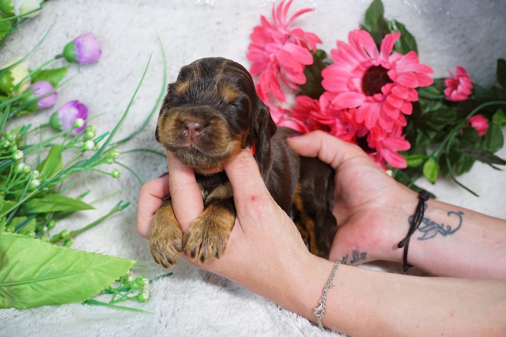 Du Royaume Des Quatre Pattes - Chiots disponibles - Cocker Spaniel Anglais