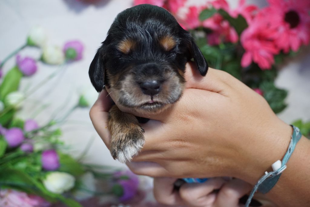 Du Royaume Des Quatre Pattes - Chiots disponibles - Cocker Spaniel Anglais