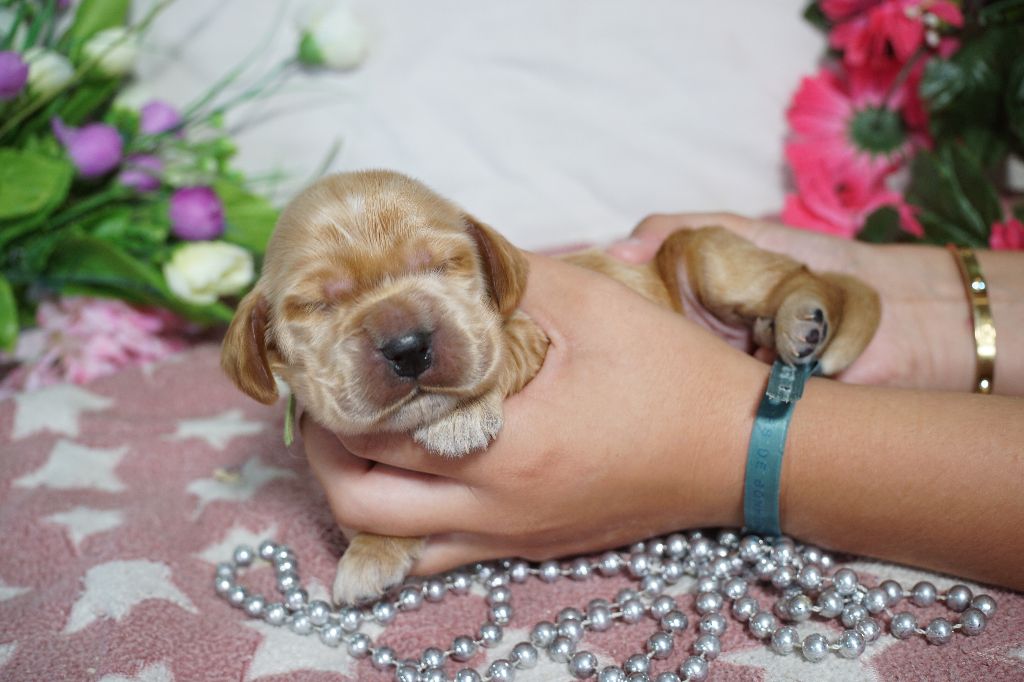 Du Royaume Des Quatre Pattes - Chiots disponibles - Cocker Spaniel Anglais