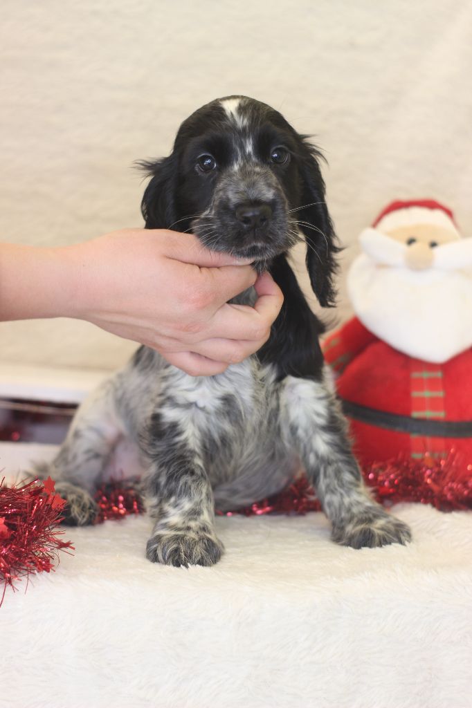 Chiot Cocker Spaniel Anglais Du Royaume Des Quatre Pattes