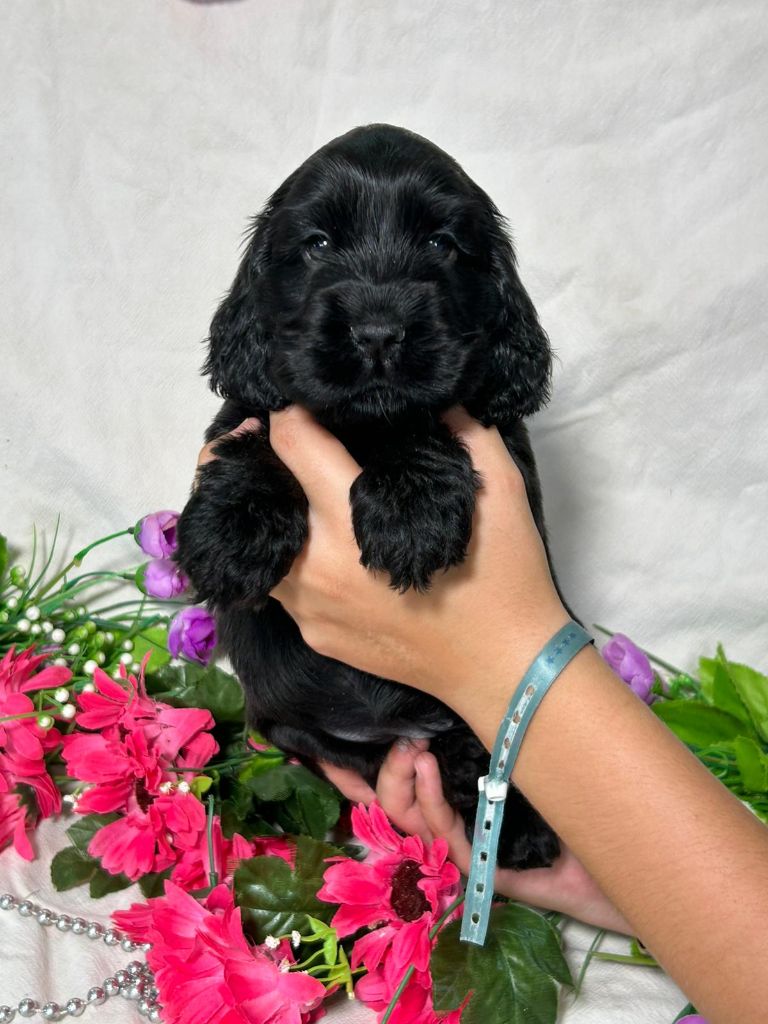 Du Royaume Des Quatre Pattes - Chiots disponibles - Cocker Spaniel Anglais