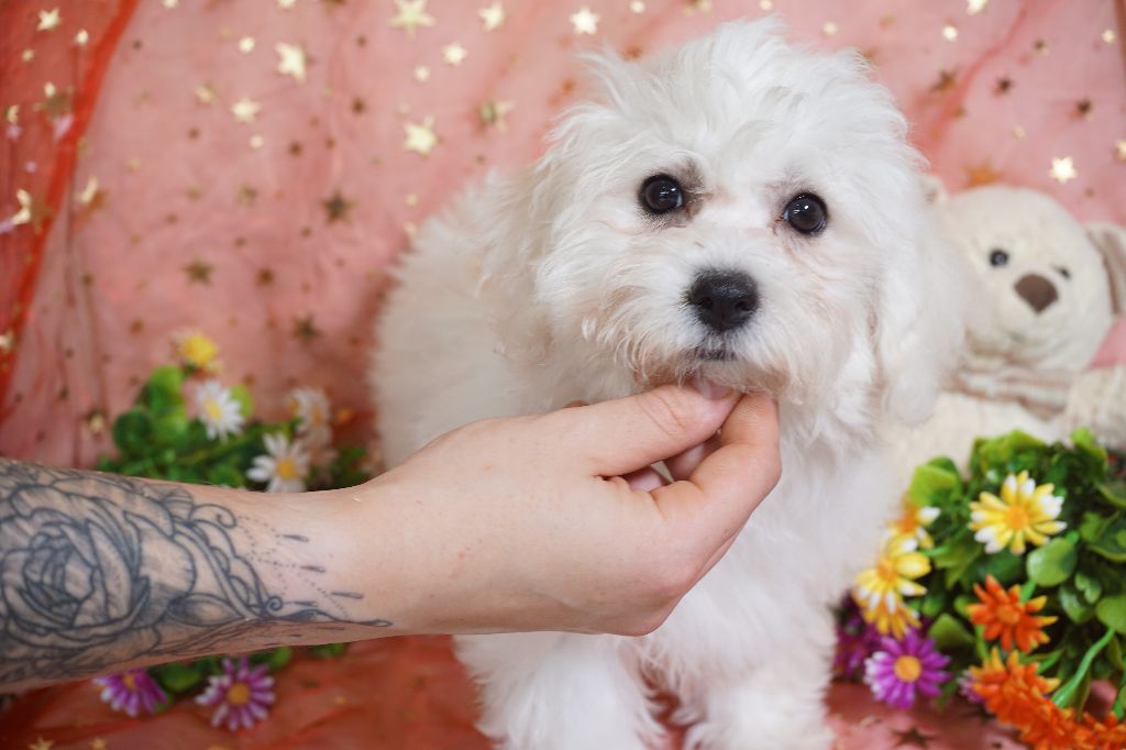 Du Royaume Des Quatre Pattes - Chiots disponibles - Bichon Frise