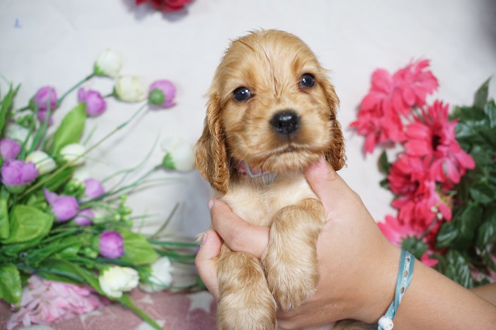 Du Royaume Des Quatre Pattes - Chiots disponibles - Cocker Spaniel Anglais