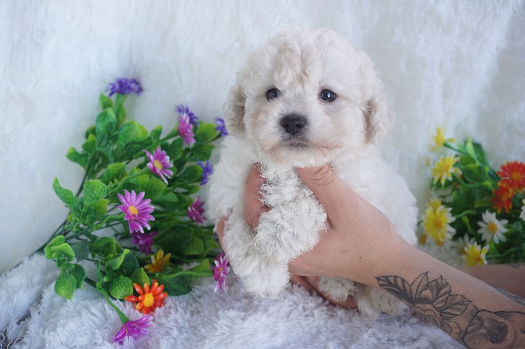 Du Royaume Des Quatre Pattes - Chiots disponibles - Bichon Frise