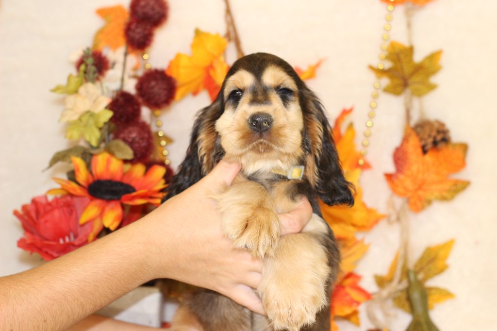Chiot Cocker Spaniel Anglais Du Royaume Des Quatre Pattes