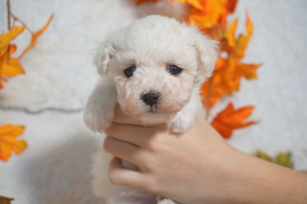 Du Royaume Des Quatre Pattes - Chiots disponibles - Bichon Frise