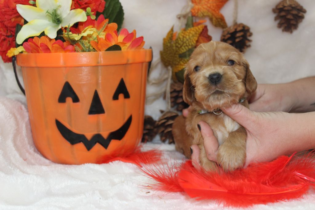 Chiot Cocker Spaniel Anglais Du Royaume Des Quatre Pattes
