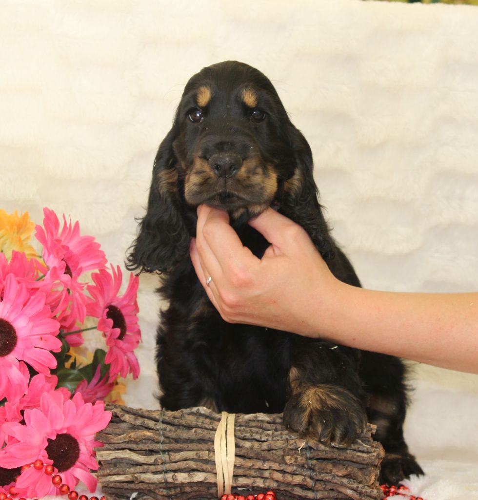 Chiot Cocker Spaniel Anglais Du Royaume Des Quatre Pattes