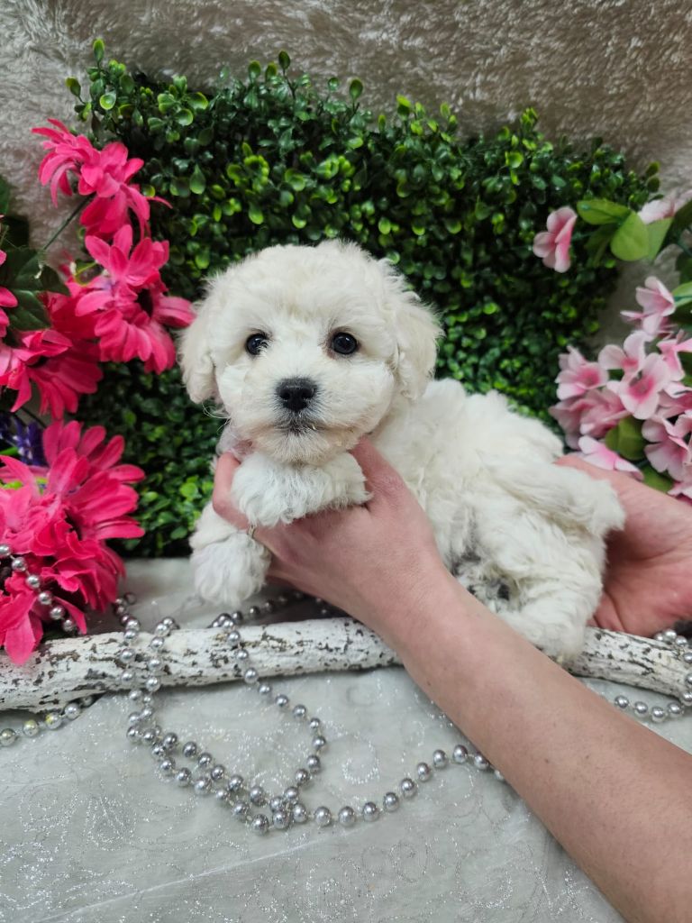 Du Royaume Des Quatre Pattes - Chiots disponibles - Bichon Frise