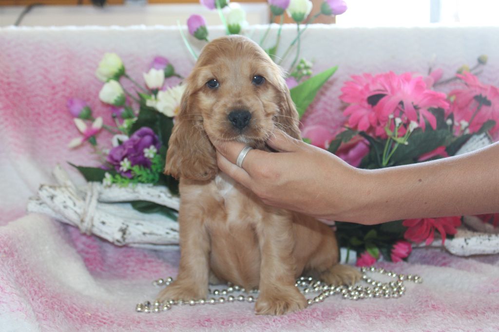 Chiot Cocker Spaniel Anglais Du Royaume Des Quatre Pattes