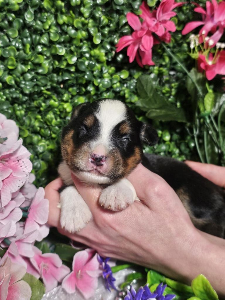 Du Royaume Des Quatre Pattes - Chiots disponibles - Berger Américain Miniature 