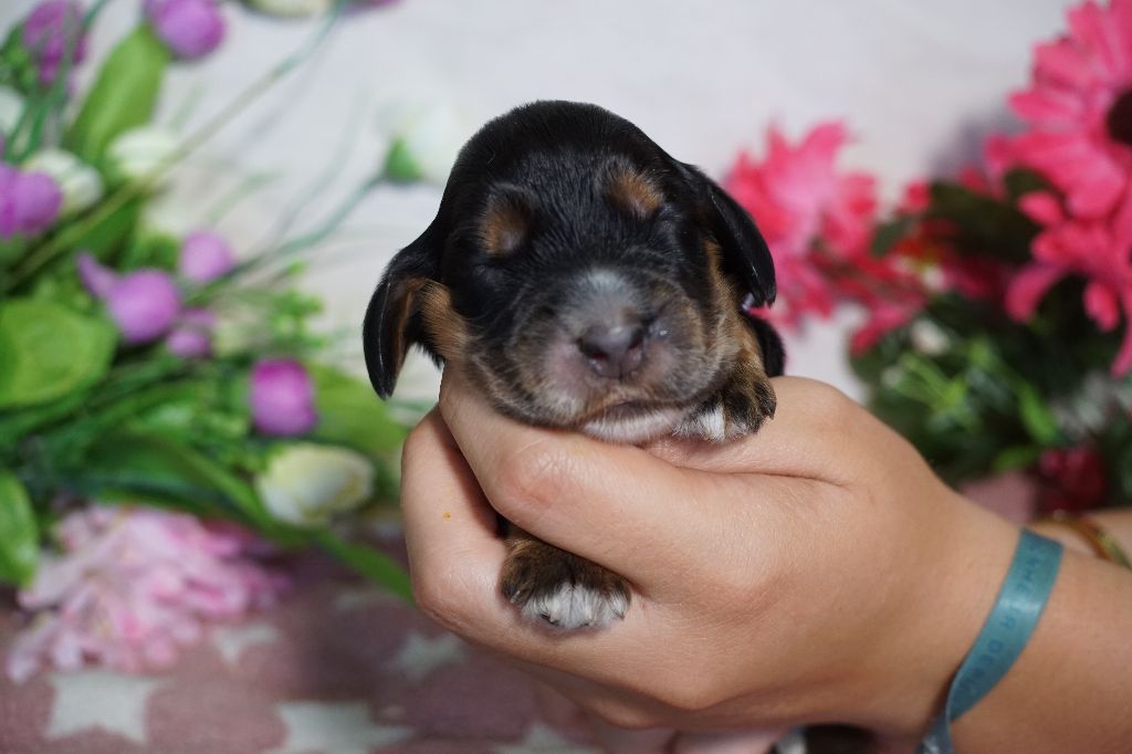 Du Royaume Des Quatre Pattes - Chiots disponibles - Cocker Spaniel Anglais