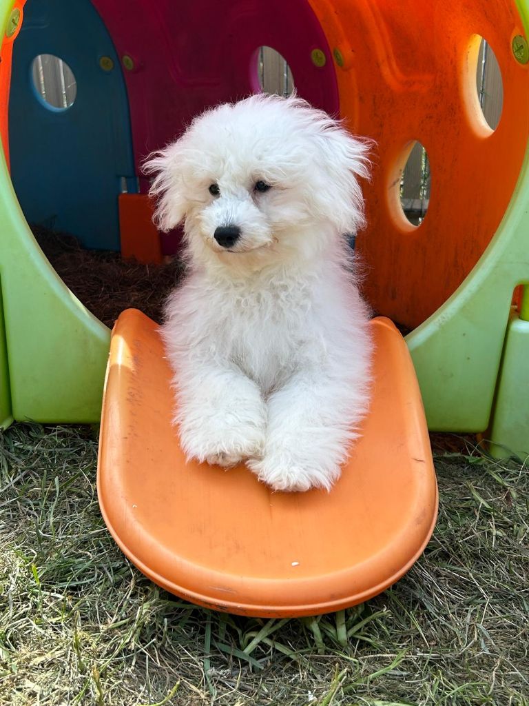 Du Royaume Des Quatre Pattes - Chiots disponibles - Bichon Frise