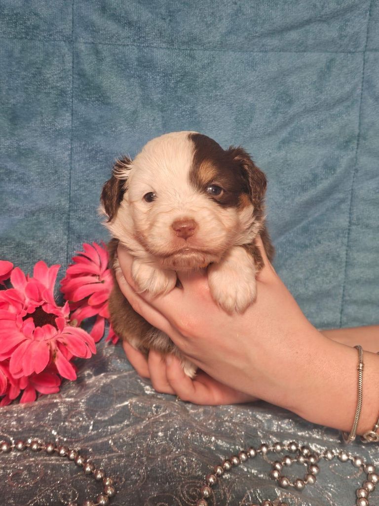 Du Royaume Des Quatre Pattes - Chiots disponibles - Berger Américain Miniature 