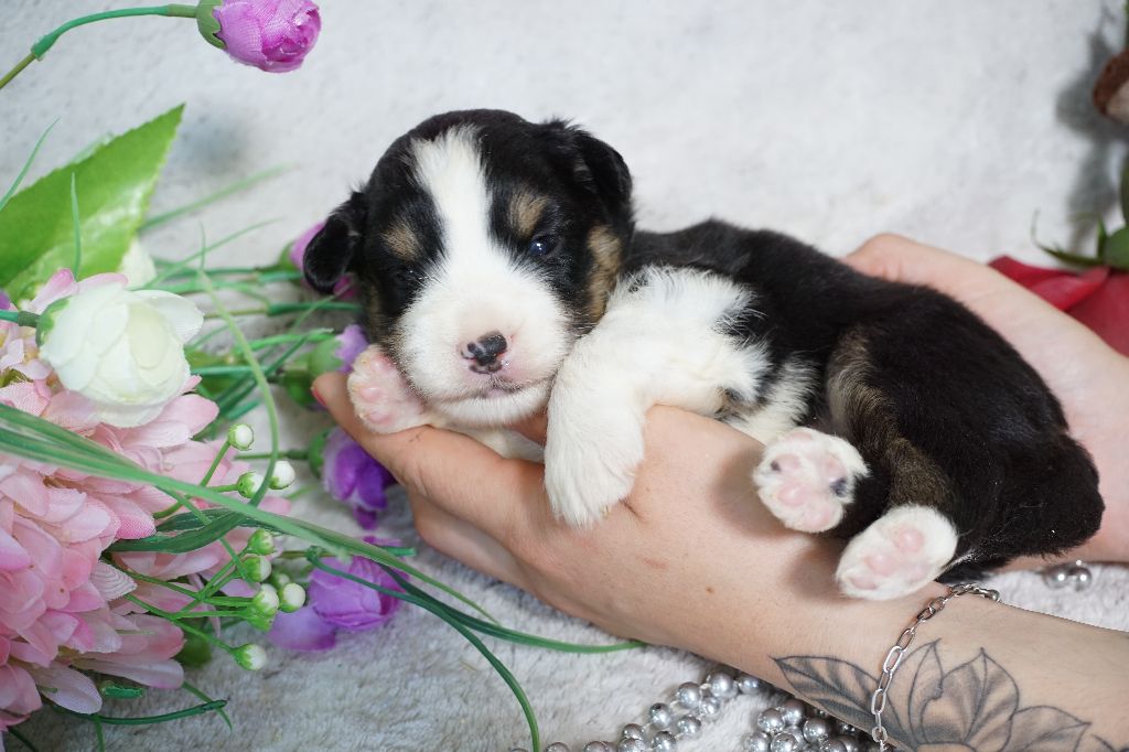 Du Royaume Des Quatre Pattes - Chiots disponibles - Berger Américain Miniature 
