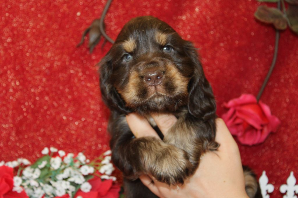 Chiot Cocker Spaniel Anglais Du Royaume Des Quatre Pattes