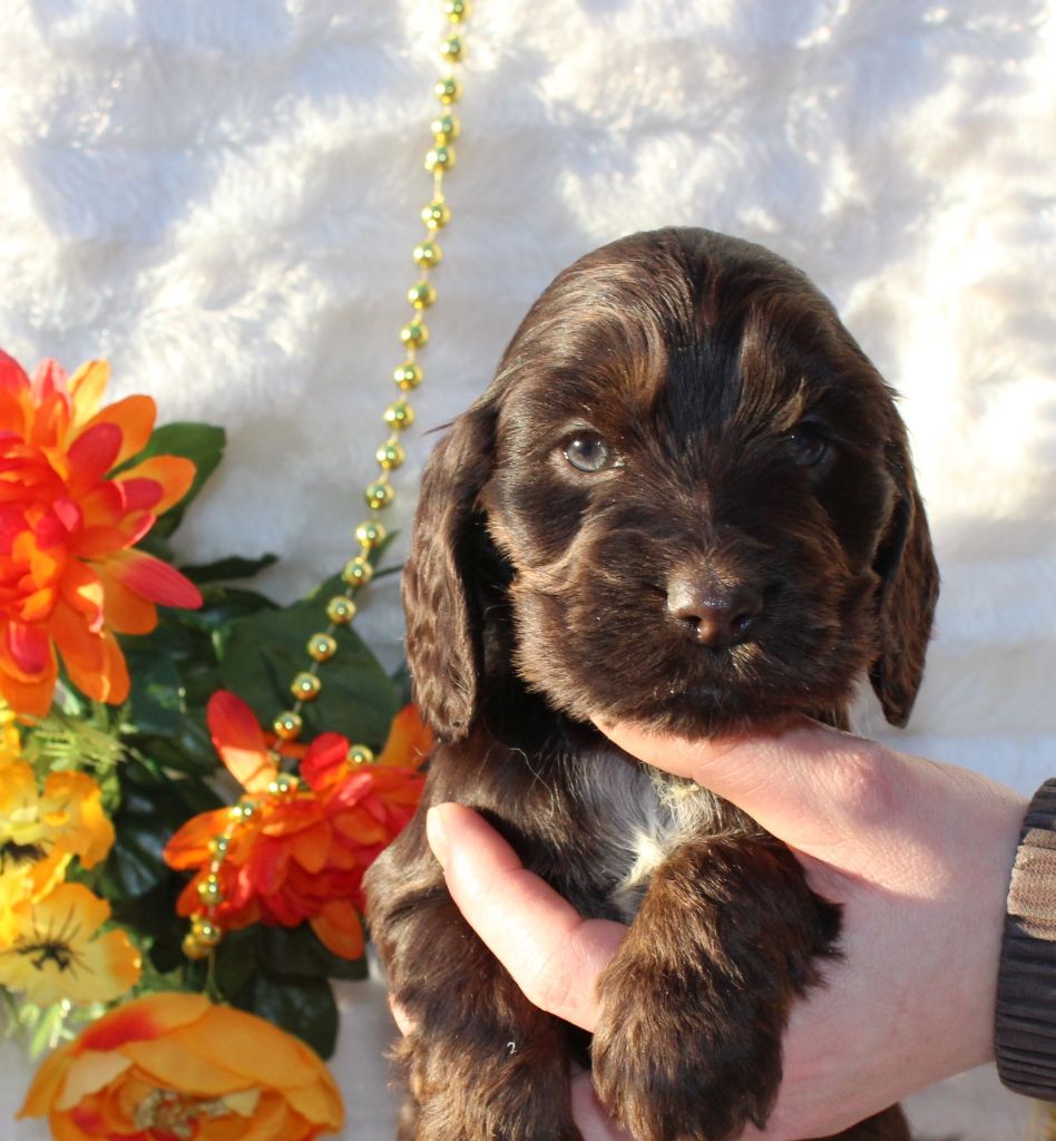 Chiot Cocker Spaniel Anglais Du Royaume Des Quatre Pattes