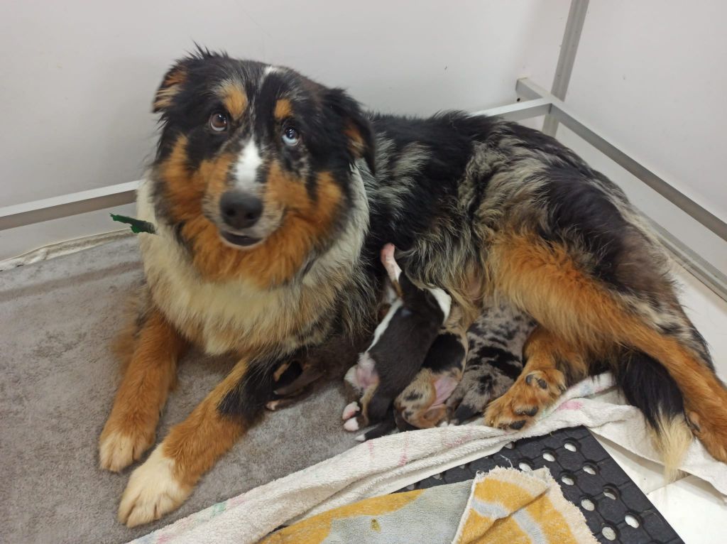 Chiot Berger Américain Miniature  Du Royaume Des Quatre Pattes