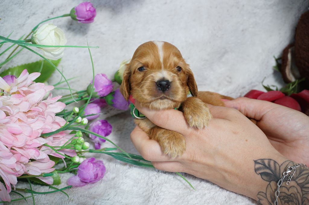 Du Royaume Des Quatre Pattes - Chiots disponibles - Cocker Spaniel Anglais
