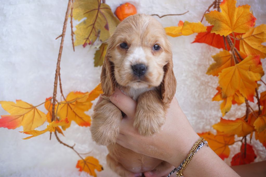 Chiot Cocker Spaniel Anglais Du Royaume Des Quatre Pattes