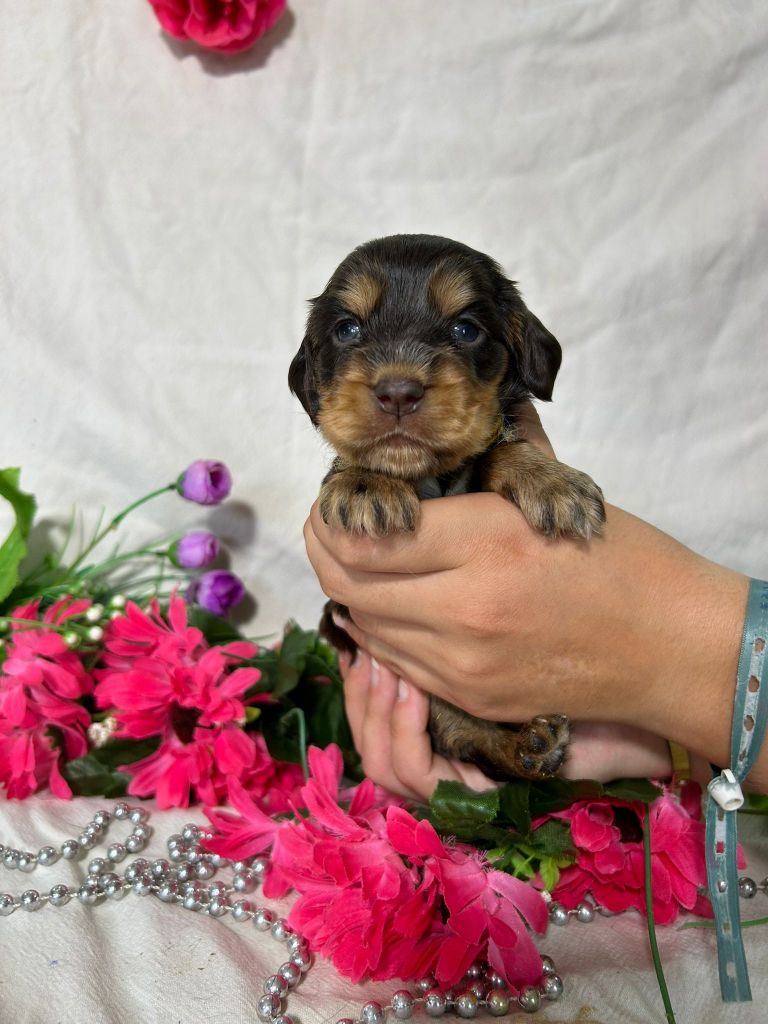 Du Royaume Des Quatre Pattes - Chiots disponibles - Cocker Spaniel Anglais