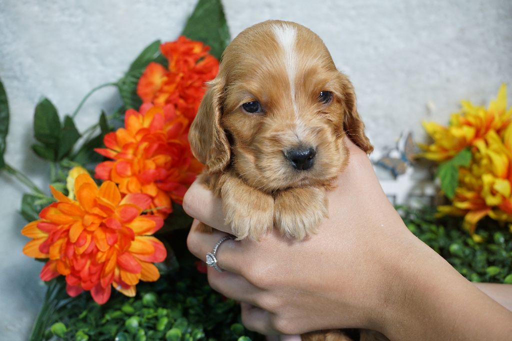 Du Royaume Des Quatre Pattes - Cocker Spaniel Anglais - Portée née le 18/05/2025