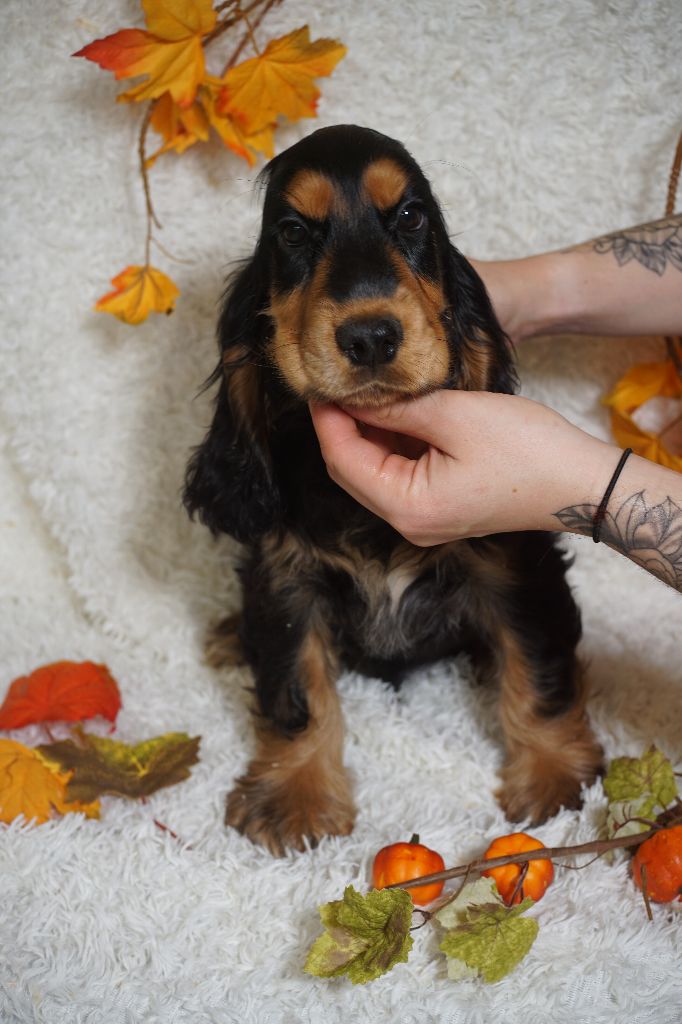 Chiot Cocker Spaniel Anglais Du Royaume Des Quatre Pattes