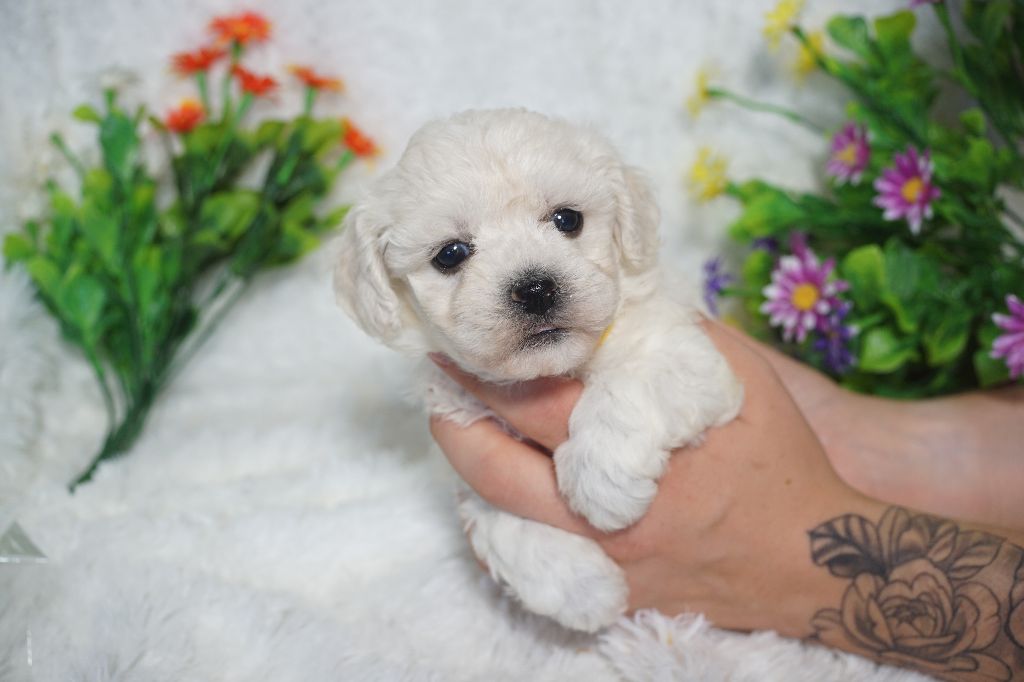 Du Royaume Des Quatre Pattes - Chiots disponibles - Bichon Frise