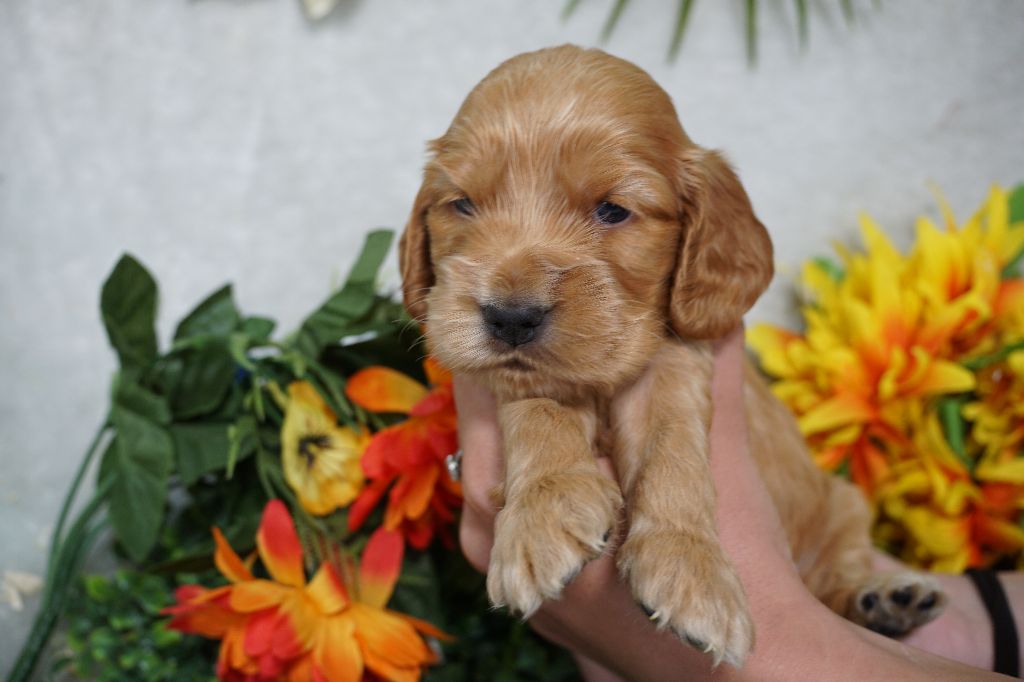 Du Royaume Des Quatre Pattes - Chiots disponibles - Cocker Spaniel Anglais