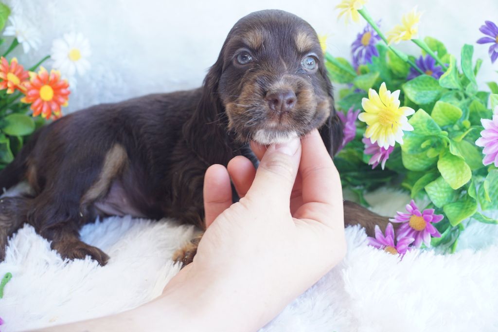 Du Royaume Des Quatre Pattes - Chiots disponibles - Cocker Spaniel Anglais