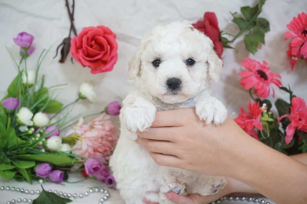 Du Royaume Des Quatre Pattes - Chiots disponibles - Bichon Frise