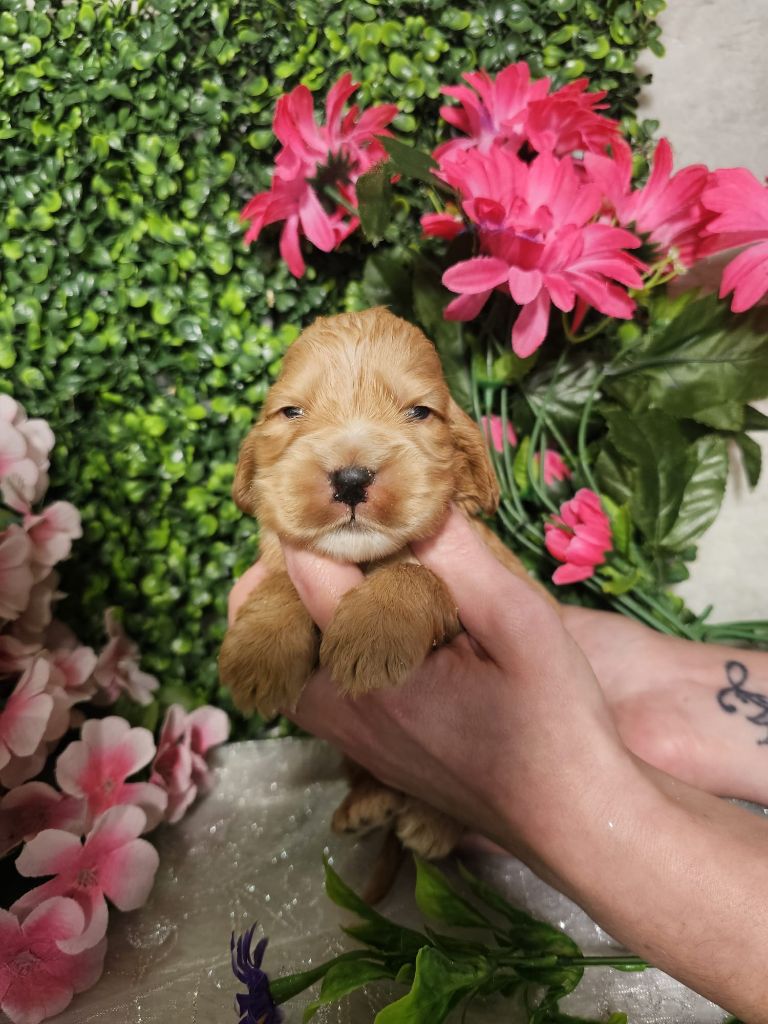 Du Royaume Des Quatre Pattes - Chiots disponibles - Cocker Spaniel Anglais