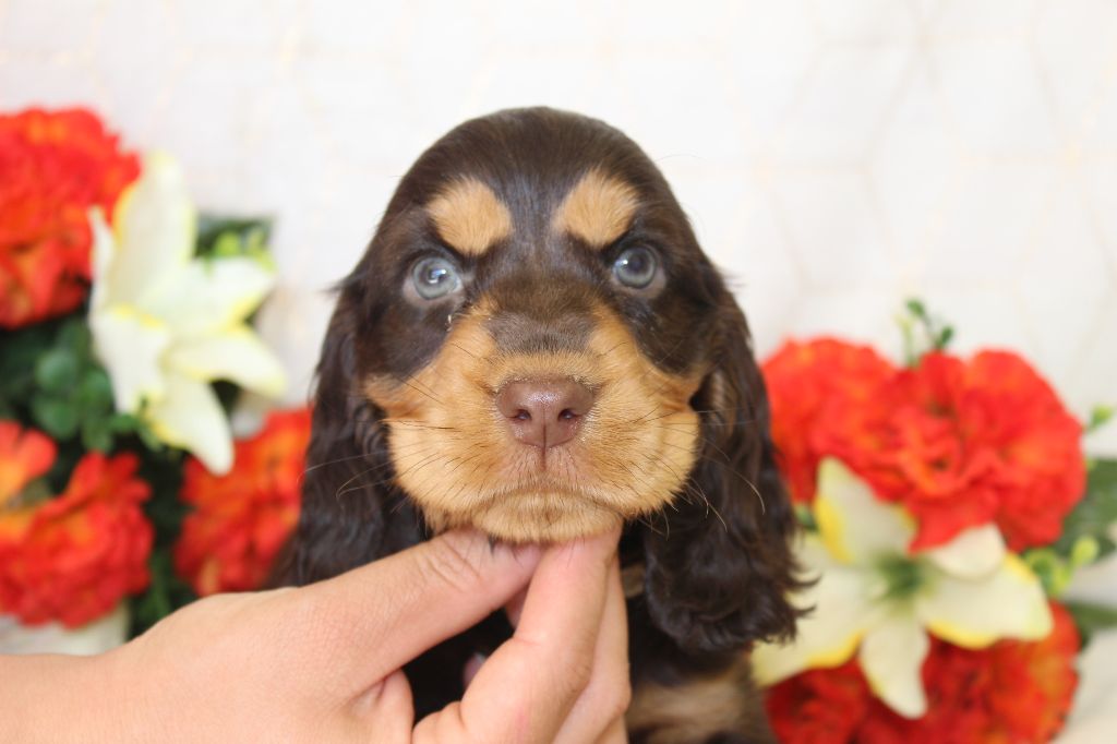Chiot Cocker Spaniel Anglais Du Royaume Des Quatre Pattes