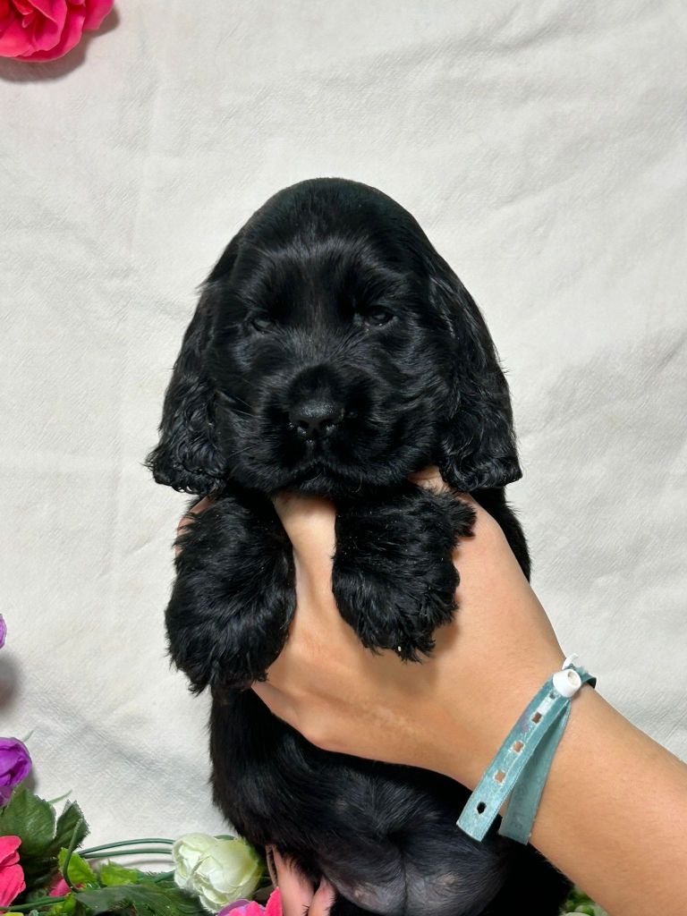 Du Royaume Des Quatre Pattes - Chiots disponibles - Cocker Spaniel Anglais