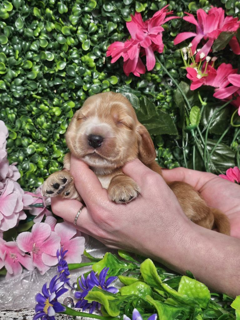 Du Royaume Des Quatre Pattes - Chiots disponibles - Cocker Spaniel Anglais