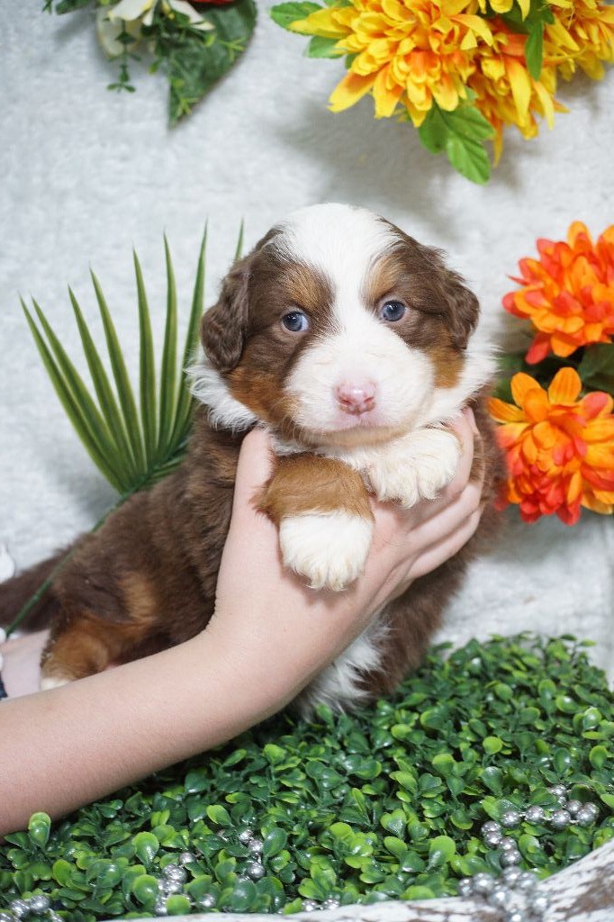 Du Royaume Des Quatre Pattes - Chiots disponibles - Berger Américain Miniature 